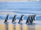 Magellanic Penguin walking to the sea at sunrise. Falkland Islands, Saunders Island. Art Print